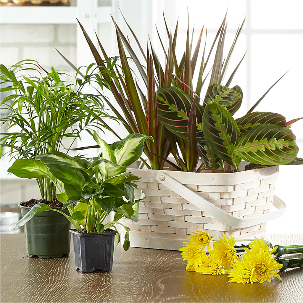 Florist Designed Blooming and Green Plants in a Basket – Flowers By Mayra Inc, Freeport NY