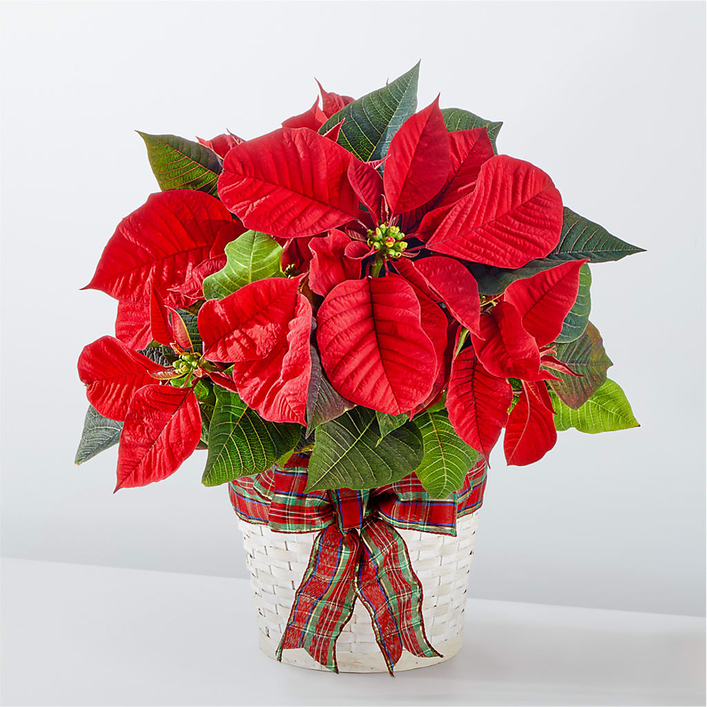 Happiest Holidays Poinsettia – Flowers By Mayra Inc, Freeport NY
