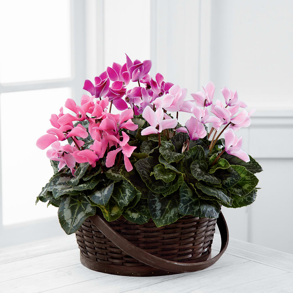 Mixed Cyclamen Planter – Flowers By Mayra Inc, Freeport NY