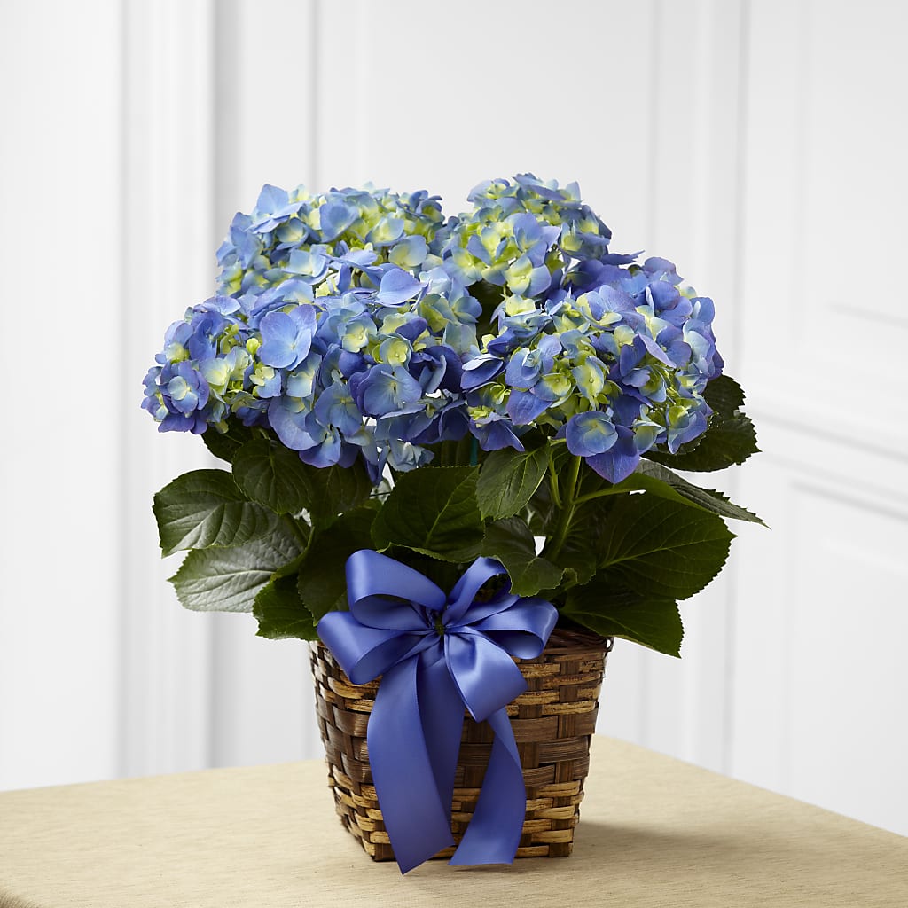 Blue Hydrangea Planter – Flowers By Mayra Inc, Freeport NY