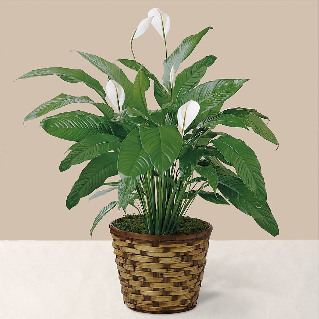 Tranquil Moments Peace Lily Plant – Flowers By Mayra Inc, Freeport NY
