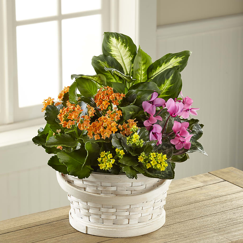 Color Crush Dishgarden – Flowers By Mayra Inc, Freeport NY