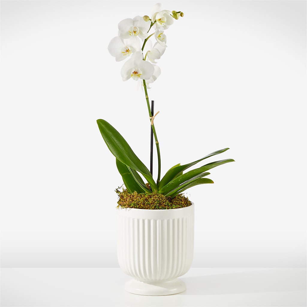 Whispering White Orchid – Flowers By Mayra Inc, Freeport NY