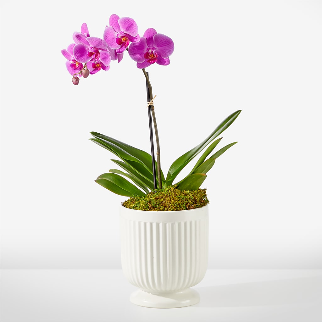 Friendly Fuchsia Orchid – Flowers By Mayra Inc, Freeport NY