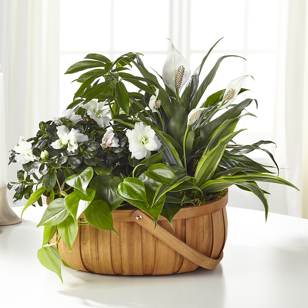 Serene Dishgarden – Flowers By Mayra Inc, Freeport NY