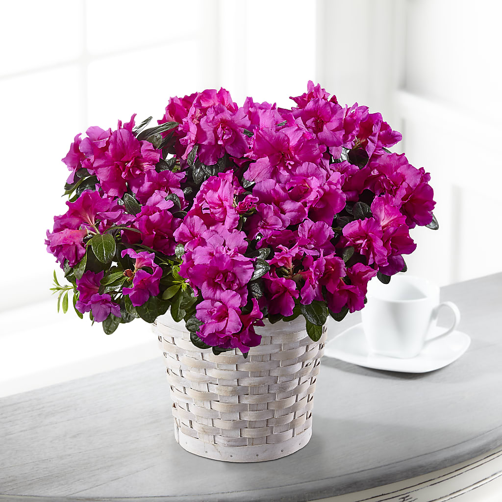 Hope & Serenity Azalea Plant – Flowers By Mayra Inc, Freeport NY