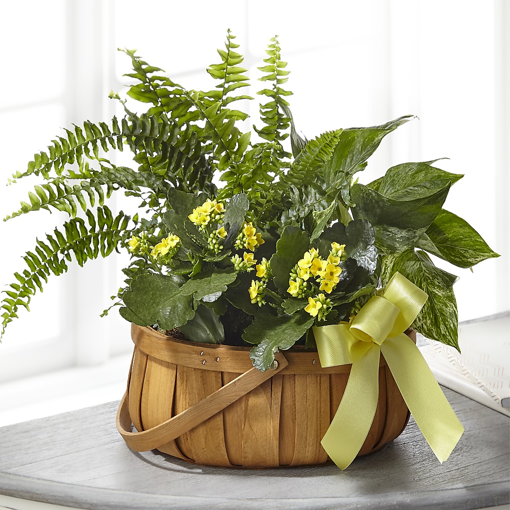 Always Dear Dishgarden – Flowers By Mayra Inc, Freeport NY
