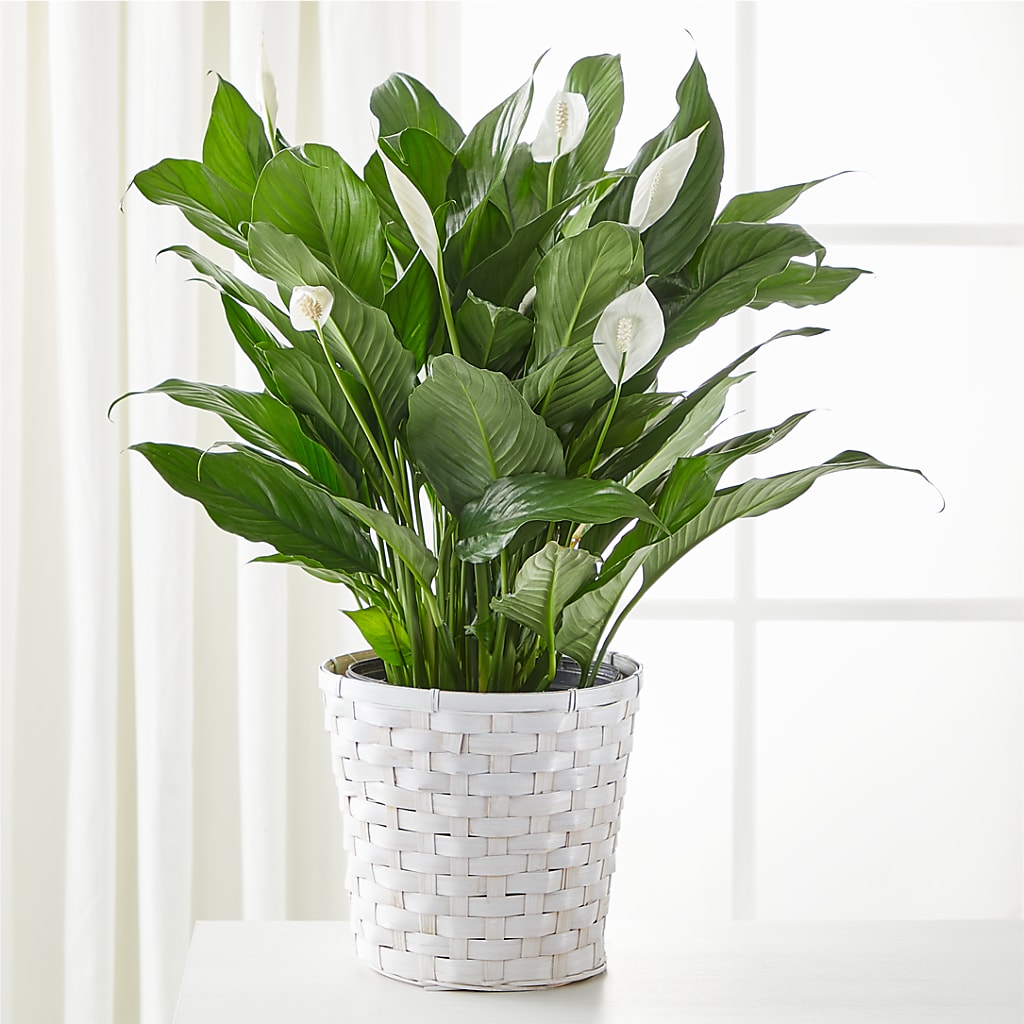 A New Leaf Peace Lily – Flowers By Mayra Inc, Freeport NY