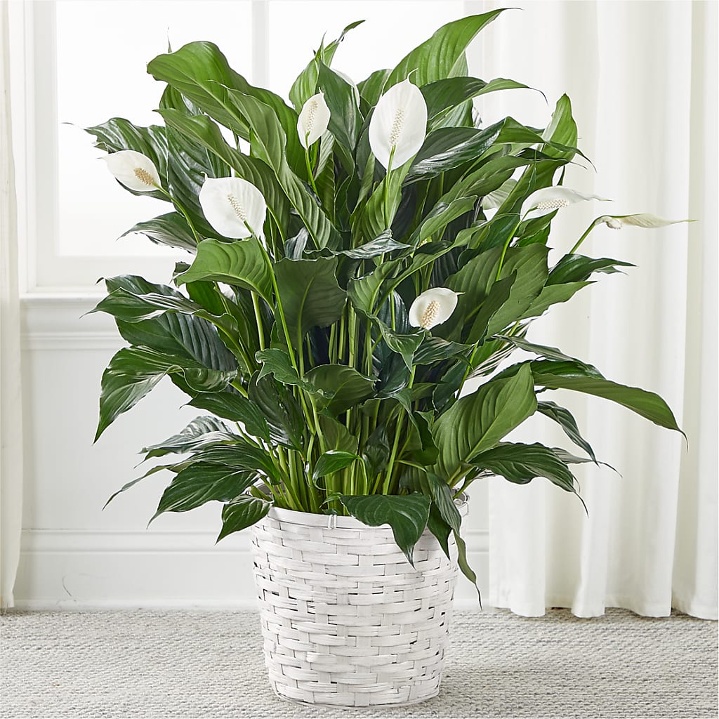 A New Leaf Peace Lily – Flowers By Mayra Inc, Freeport NY