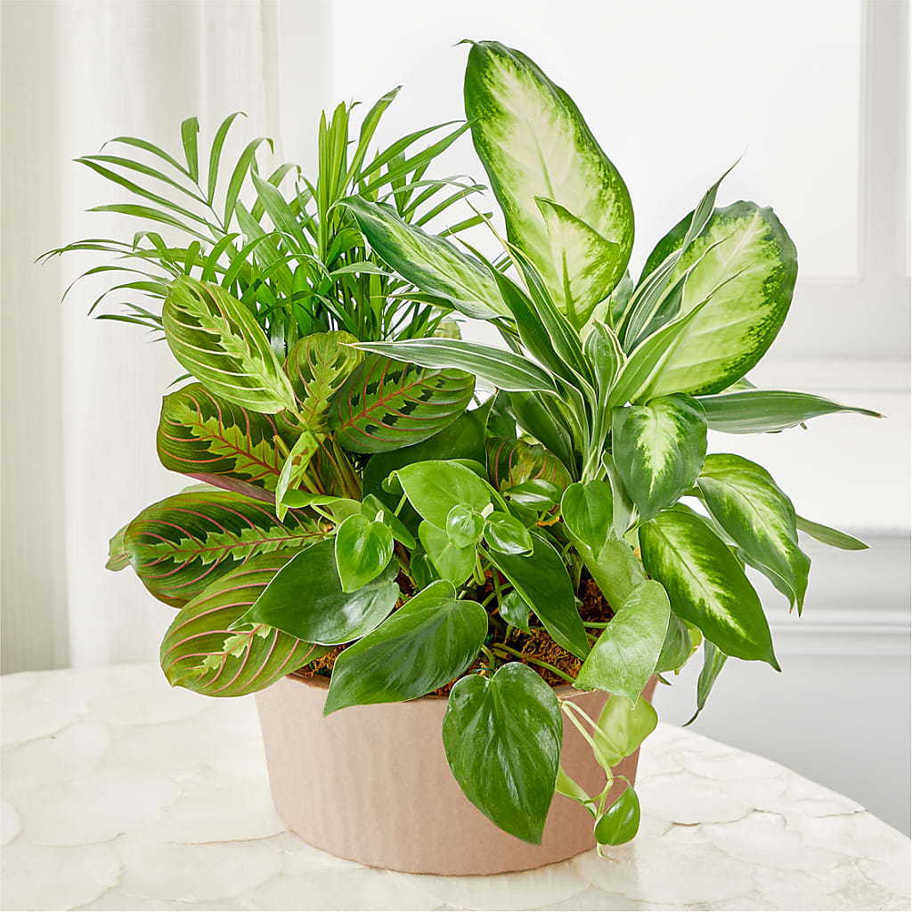 Balance & Harmony Dishgarden – Flowers By Mayra Inc, Freeport NY