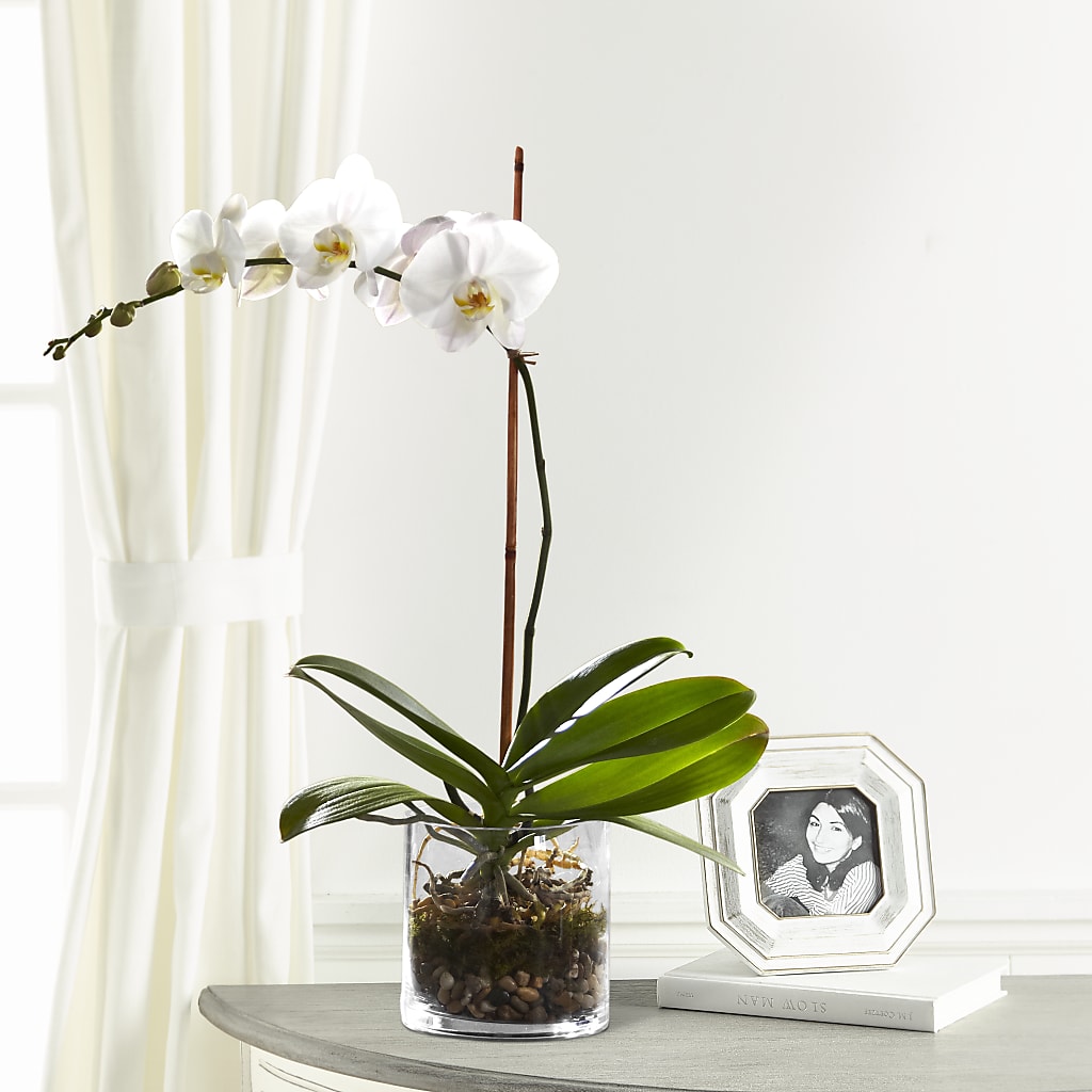 White Orchid Planter – Flowers By Mayra Inc, Freeport NY