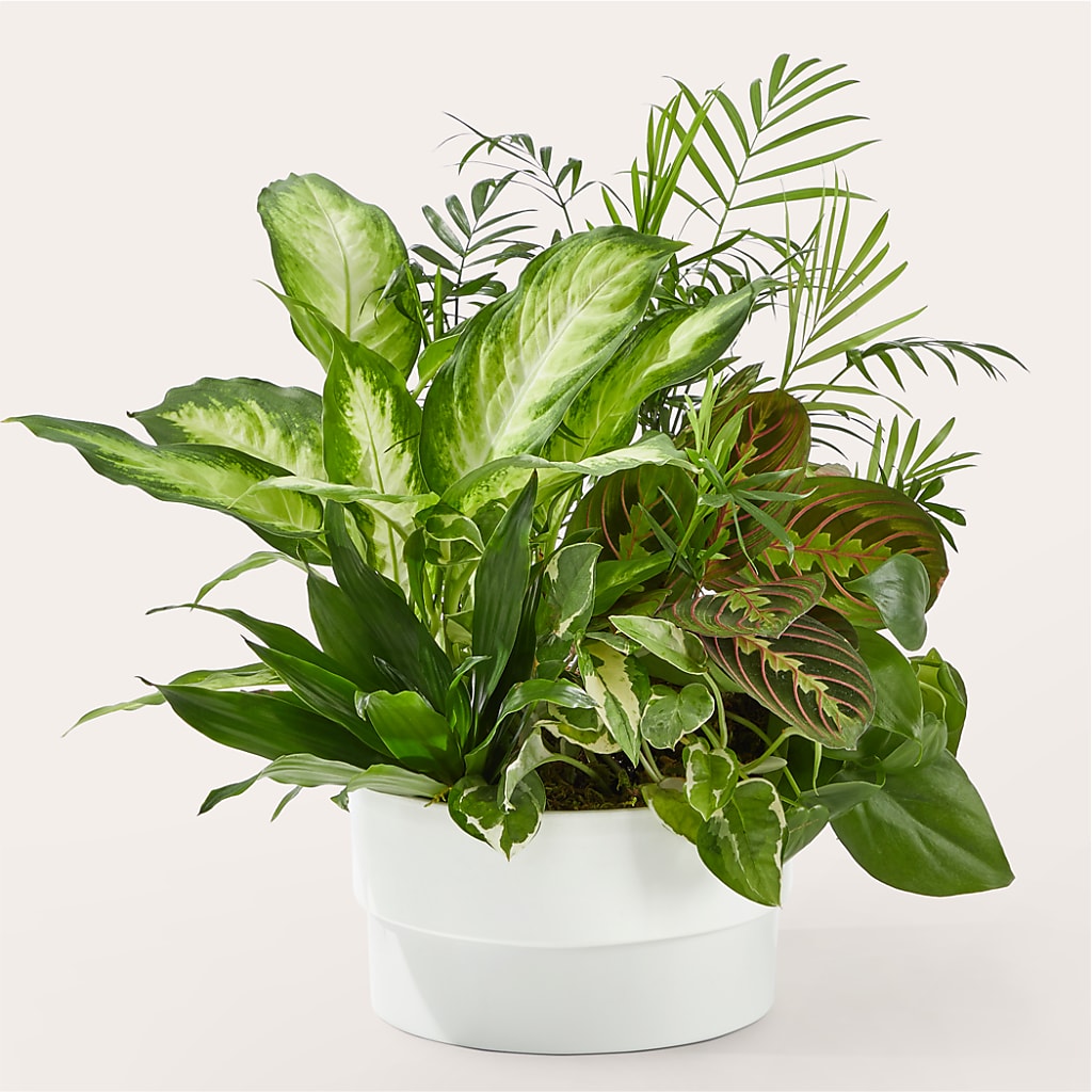 Radiating Positivity Dishgarden – Flowers By Mayra Inc, Freeport NY