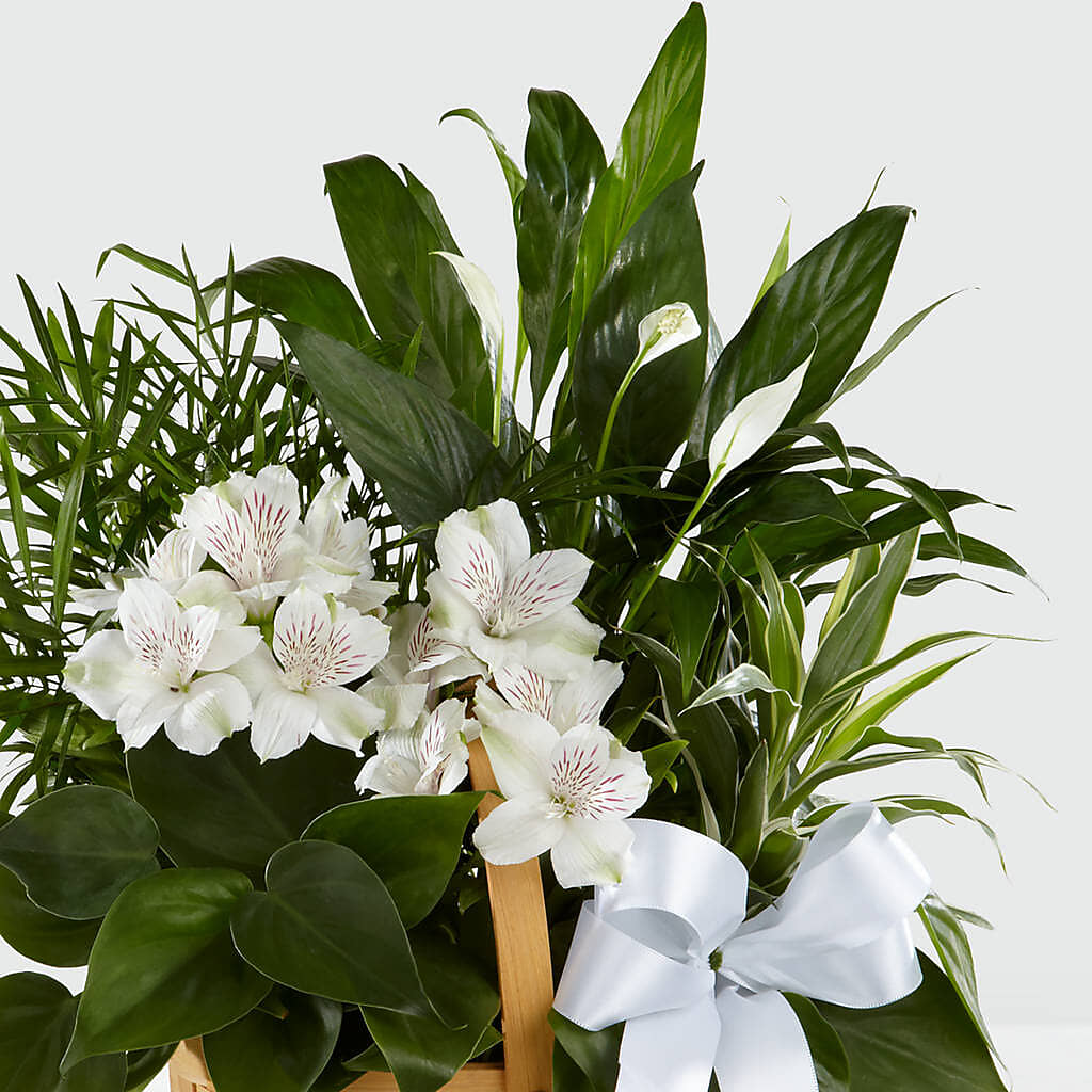 Peace & Serenity Dishgarden –  Flowers By Mayra Inc, Freeport NY