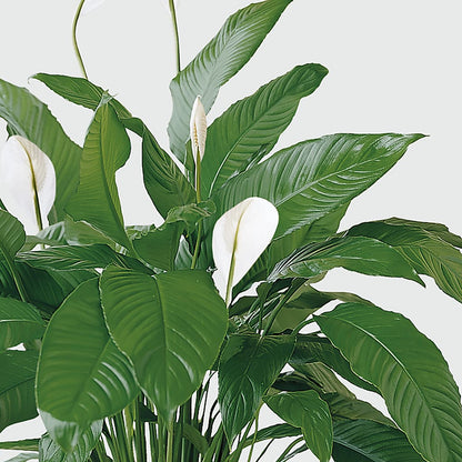 Tranquil Moments Peace Lily Plant –  Flowers By Mayra Inc, Freeport NY