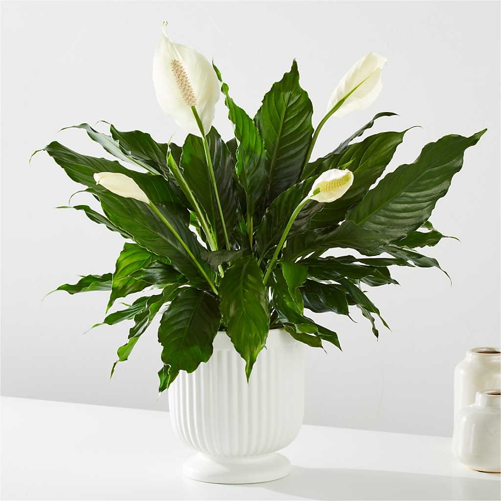 Comfort Planter –  Flowers By Mayra Inc, Freeport NY