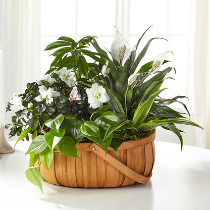 Serene Dishgarden –  Flowers By Mayra Inc, Freeport NY