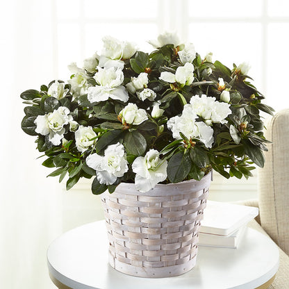 White Azalea Plant –  Flowers By Mayra Inc, Freeport NY
