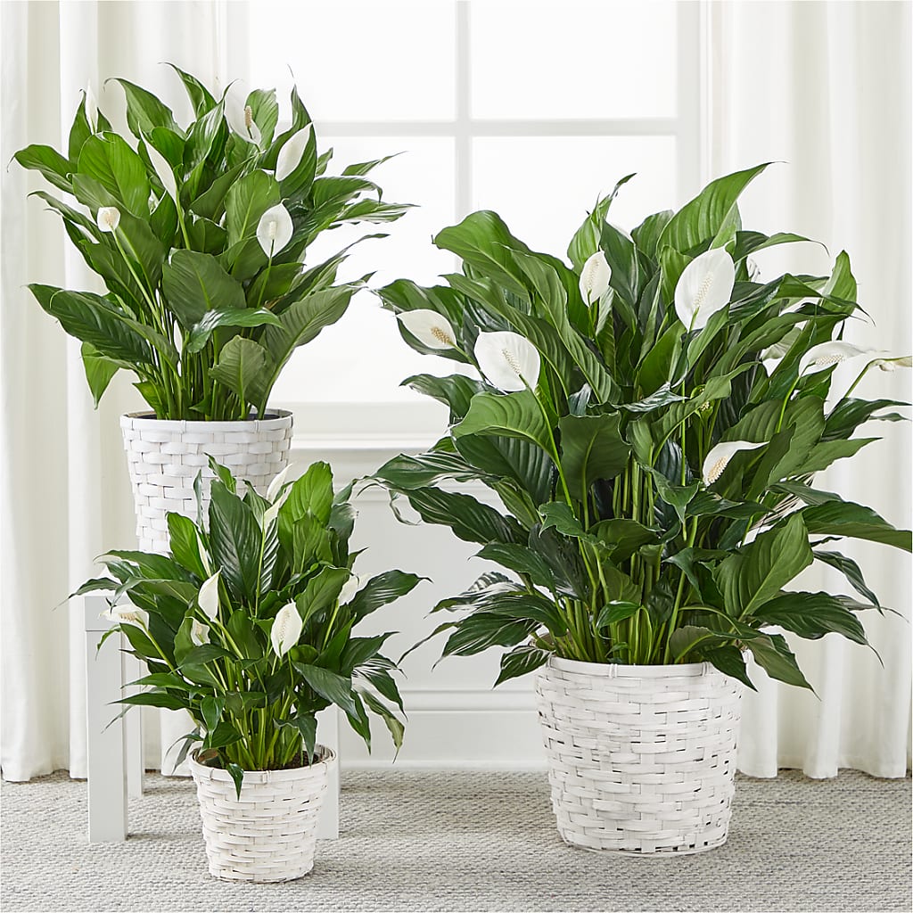 A New Leaf Peace Lily –  Flowers By Mayra Inc, Freeport NY