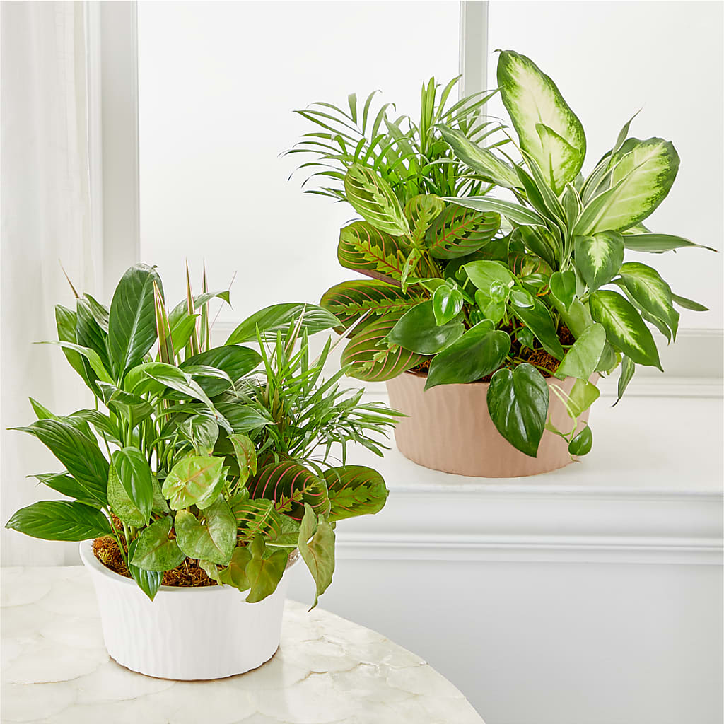 Balance & Harmony Dishgarden –  Flowers By Mayra Inc, Freeport NY