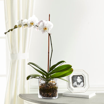 White Orchid Planter –  Flowers By Mayra Inc, Freeport NY